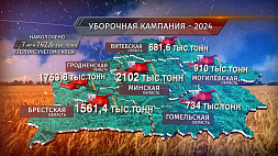 Уборочная кампания - 2024: зерновой каравай Беларуси уже весит 7 млн 742,6 тыс. тонн