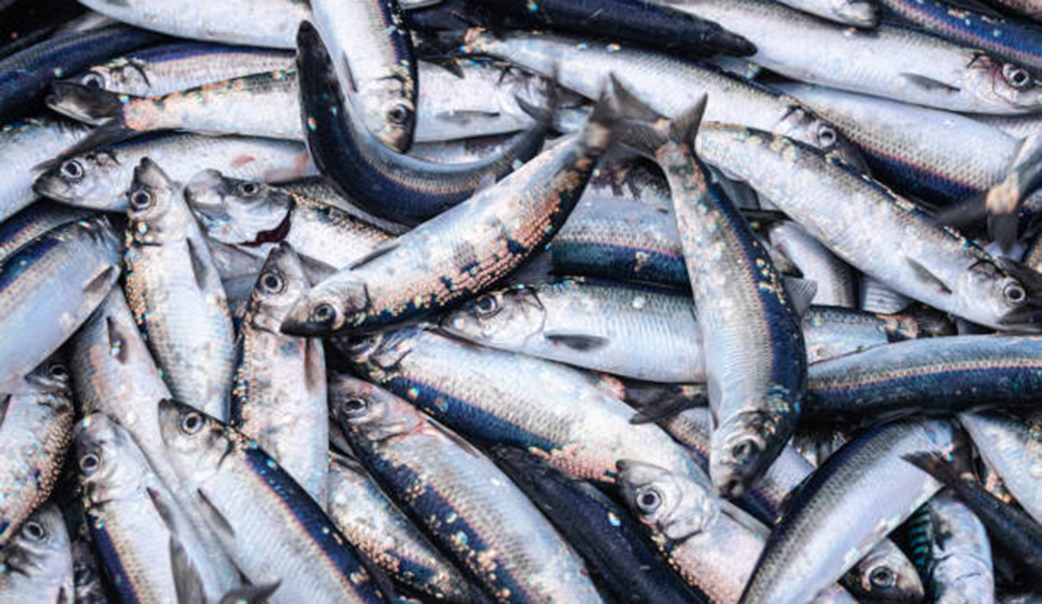 В Любанском районе у браконьеров изъяли больше 1,5 км сетей и более 300 особей незаконно добытой рыбы