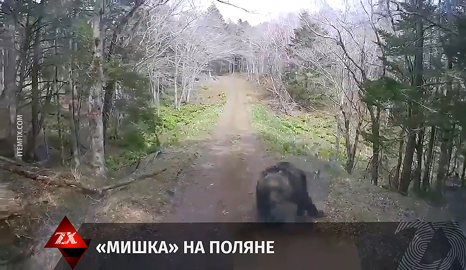Мужчина ехал по лесу, как вдруг на машину набросился медведь