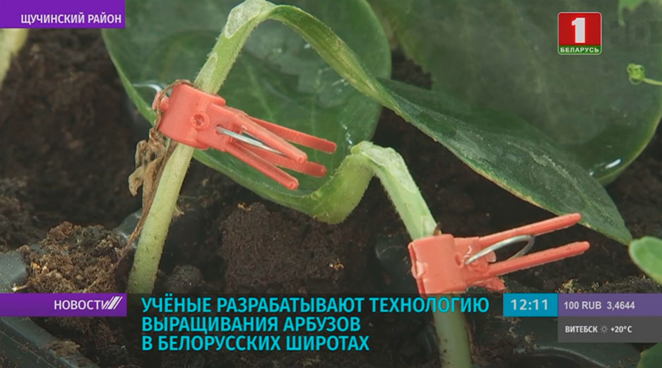 Ученые разрабатывают технологию выращивания арбузов в белорусских широтах