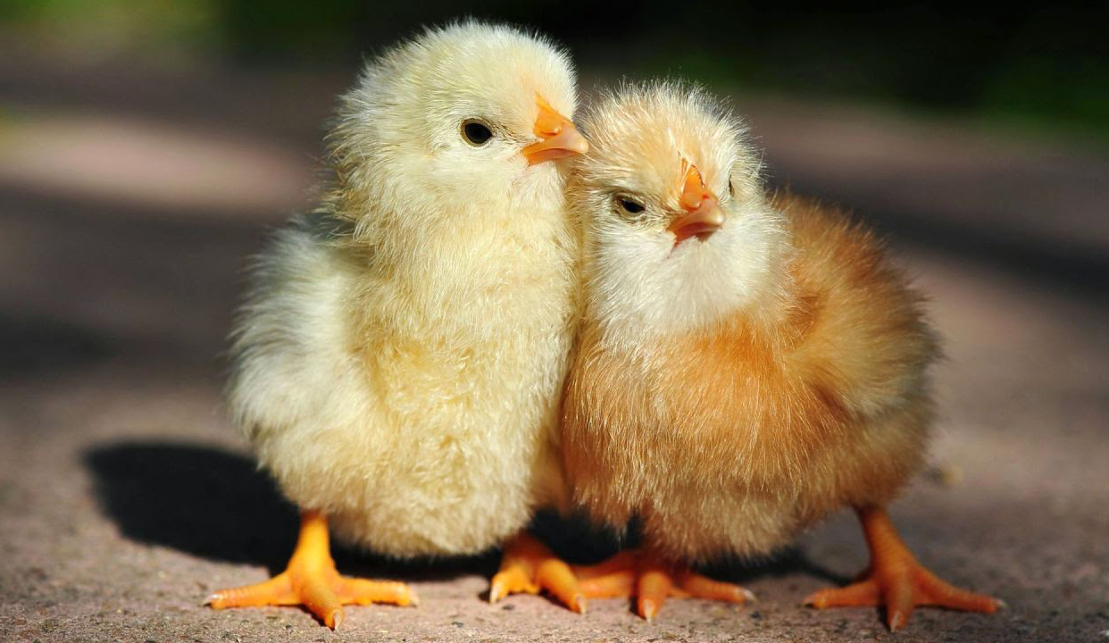 Почти 20 тыс. цыплят похитил сотрудник птицефабрики в Шклове