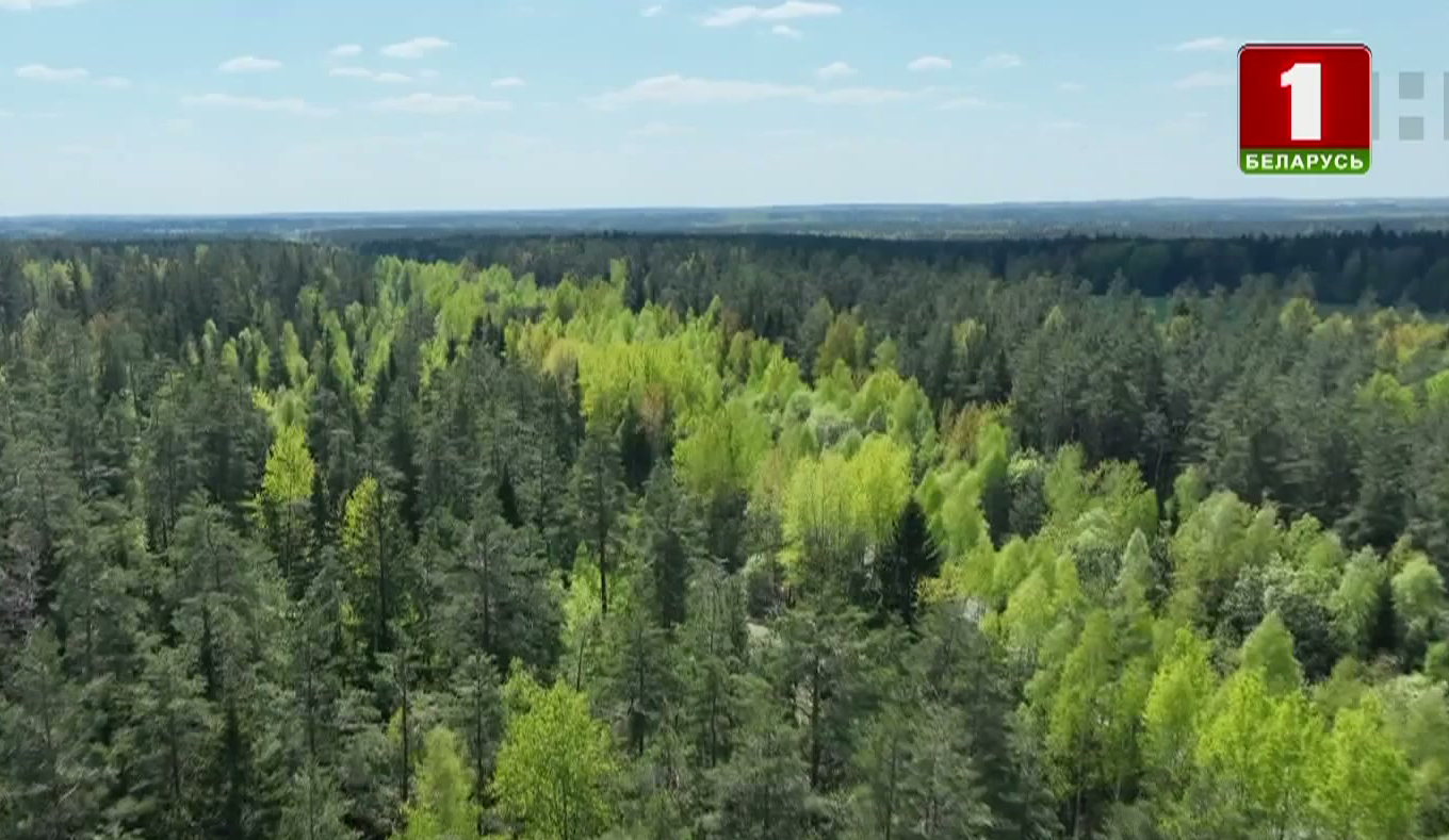 Беларусь в топе стран по росту площади лесов