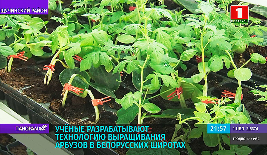 В Щучине разрабатывают собственную технологию выращивания арбузов вбелорусских широтах