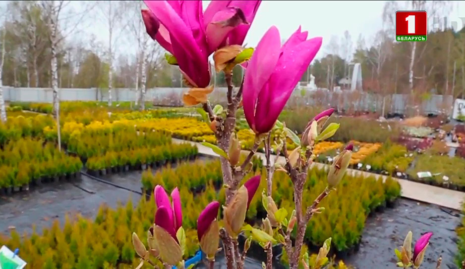 Три вида магнолий прекрасно цветут в условиях белорусского климата