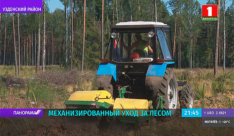 В Беларуси лесистость достигла исторического максимума 