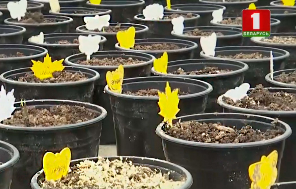 Зеленое черенкование - как размножить многолетние растения черенками весной 