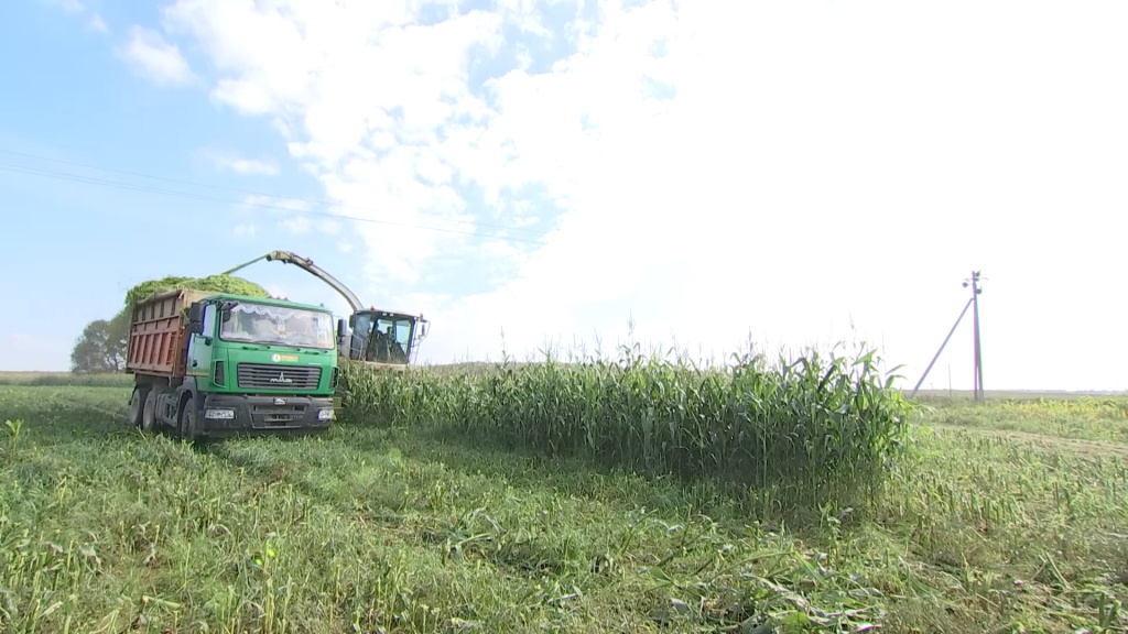 Подсолнечник, кукуруза, укос трав - заготовка кормов в хозяйствах страны не сбавляет темпов