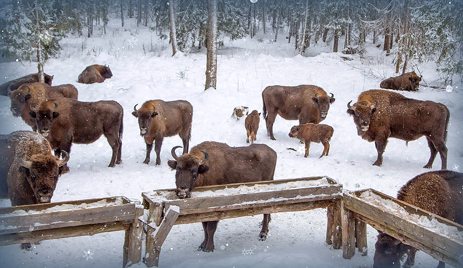 Зима - время для подкормки и подсчета зубров. Расскажем, где в Беларуси живет одна из самых больших популяций и какое лакомство особенно любят животные