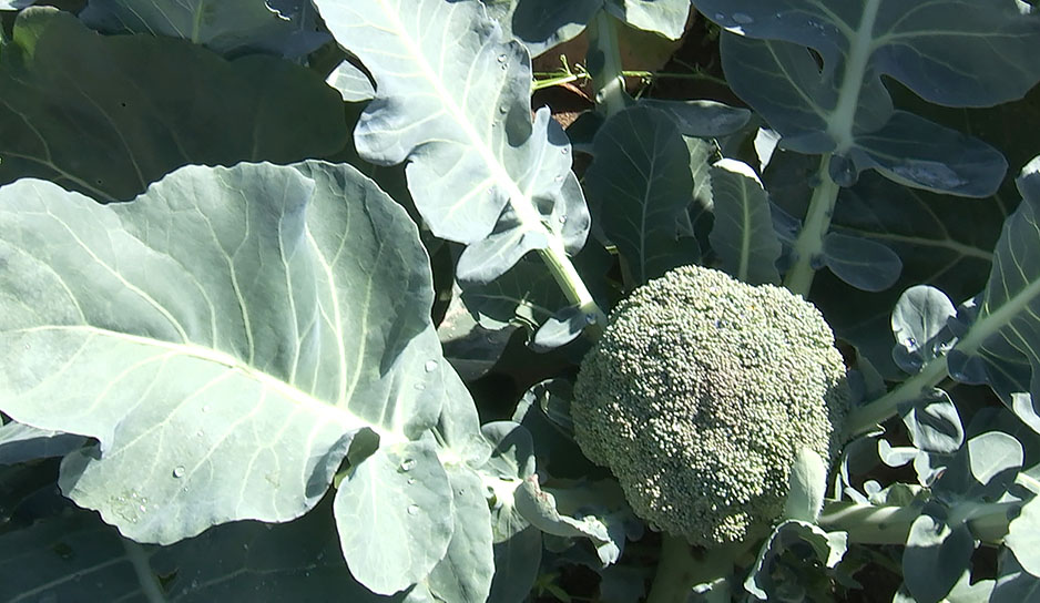 Технологию выращивания капусты брокколи, кольраби и салата айсберг освоили в Гродненской области