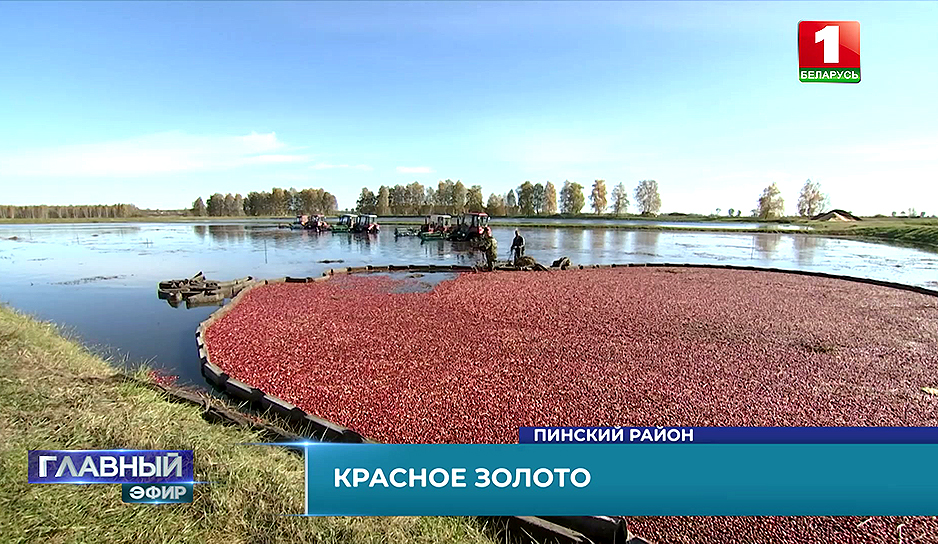 Красное золото Беларуси: завершается сезон сбора клюквы на крупнейшей плантации мира