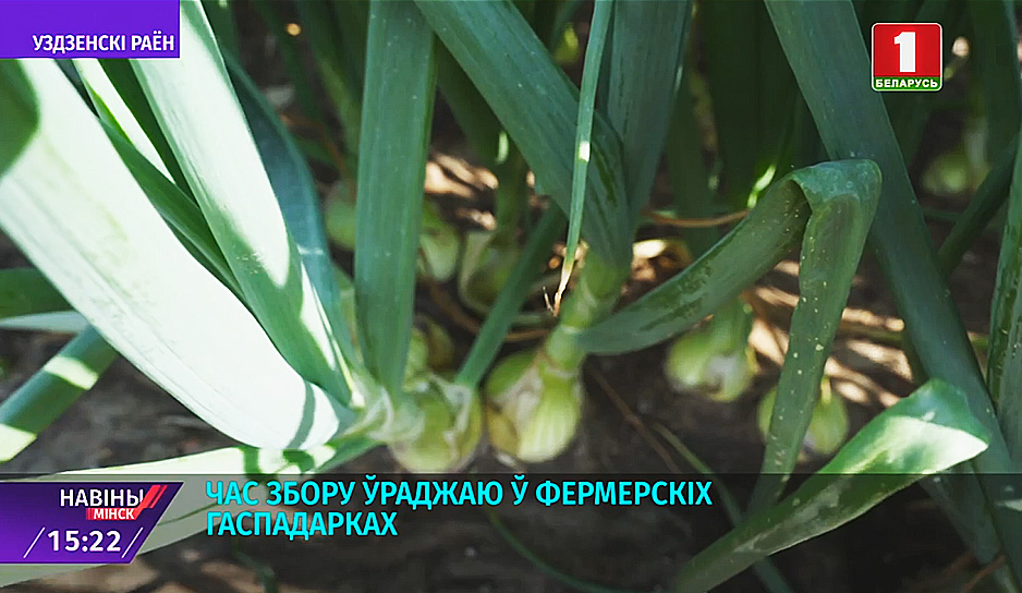 Витаминные продукты наполняют хранилища фермерских хозяйств Минской области