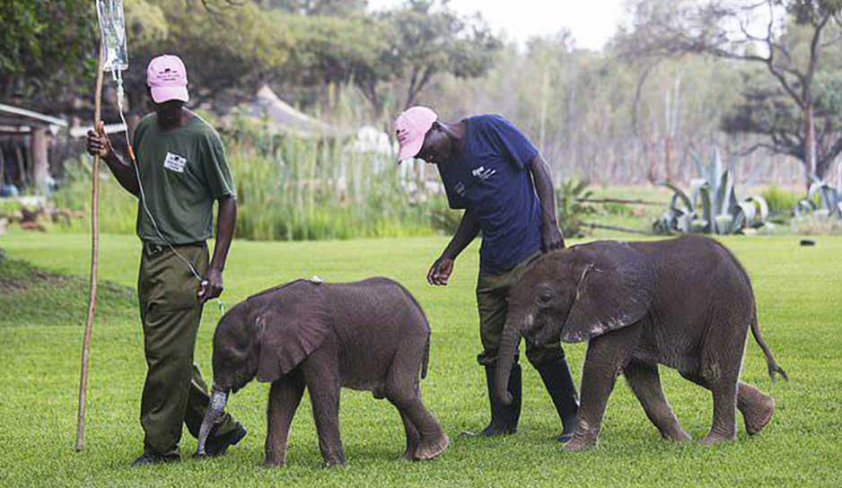 Два слоненка были спасены в Зимбабве