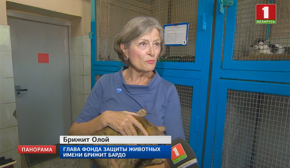 В Беларуси готовят новые правила по содержанию бездомных животных