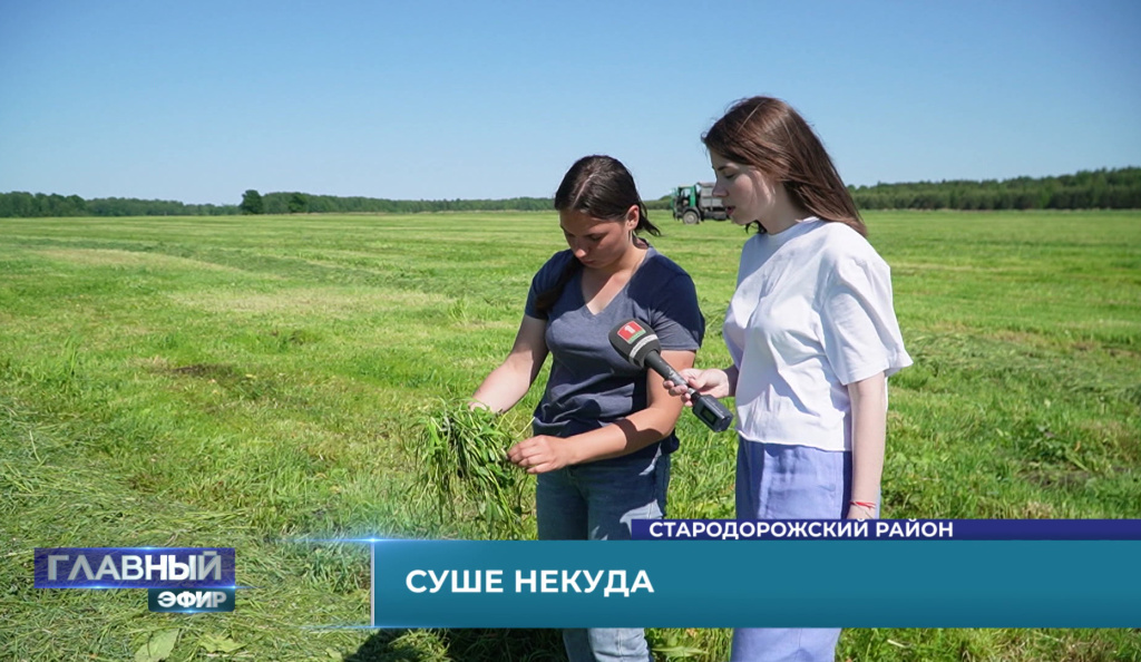 Дни без дождей привели к настоящей засухе - как в Беларуси спасают леса и урожай 