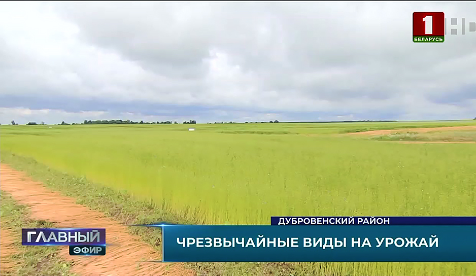 Продовольствие становится самой крепкой валютой - что сейчас происходит на полях Беларуси