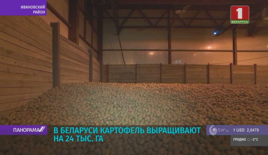 Новые подходы к выращиванию картофеля освоили на предприятии Ивановского района.jpg