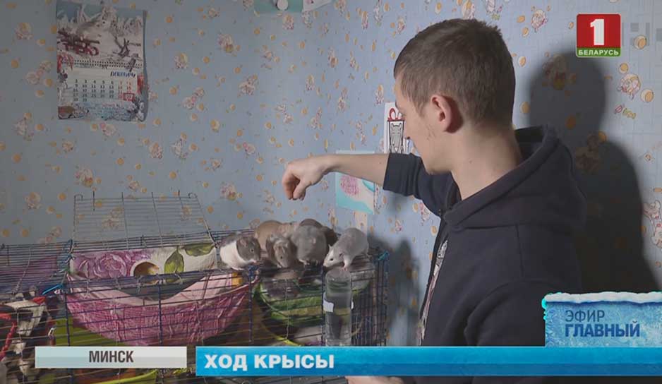 Профессиональную ветпомощь домашним крысам в Беларуси стали оказывать недавно