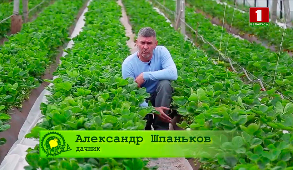 Парник Александра Шпанькова в Гомельском районе в деревне Долголесье занимает 10 соток - тысячу квадратных метров! 