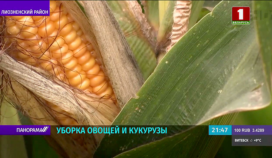 уборка кукурузы в Беларуси