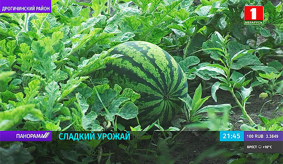 Белорусские арбузы - экологически чистый продукт