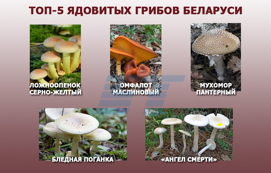 Самые ядовитые грибы Беларуси