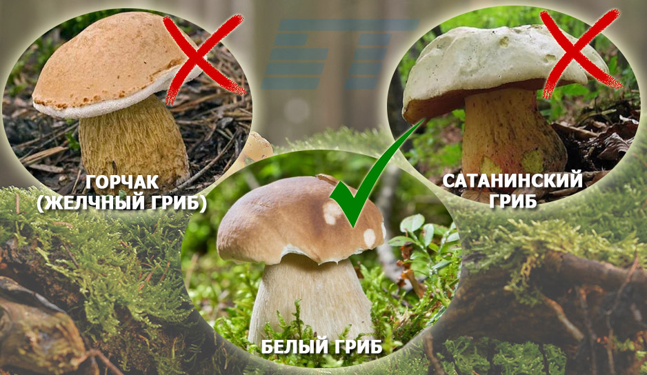 Ядовитые грибы, внешне очень похожие на белый гриб