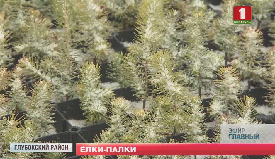  Европейская комиссия запретила поставки белорусских семян лесных деревьев и саженцев