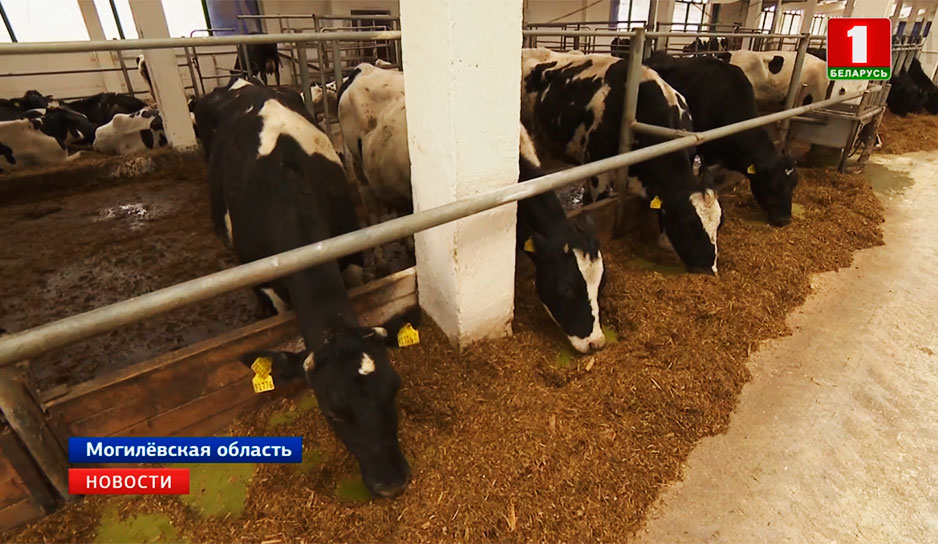 Президент ознакомился с ходом модернизации молочного скотоводства на примере агрохолдинга "Купаловское"
