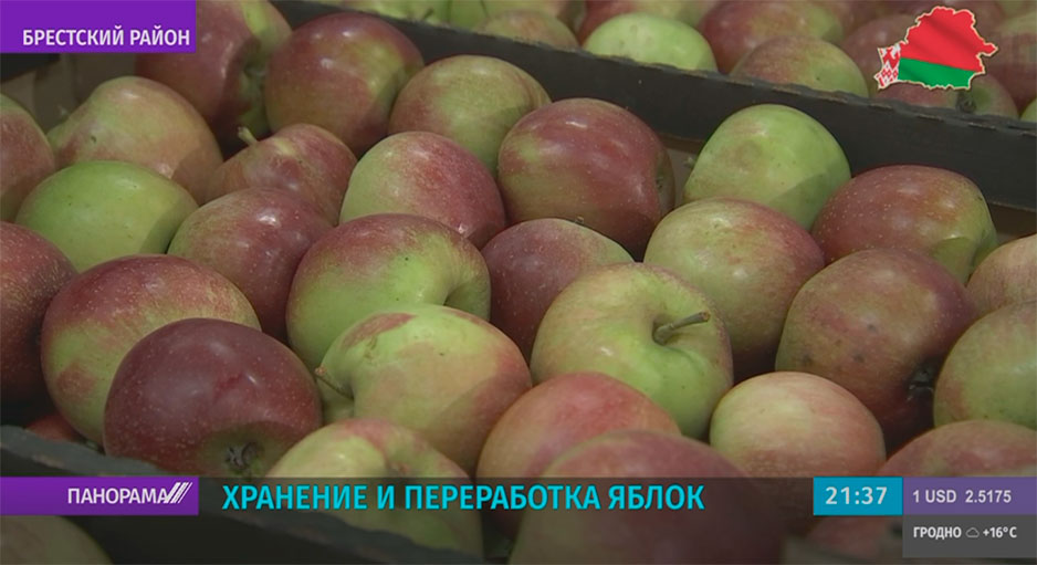 Яблочный сезон начался в Беларуси