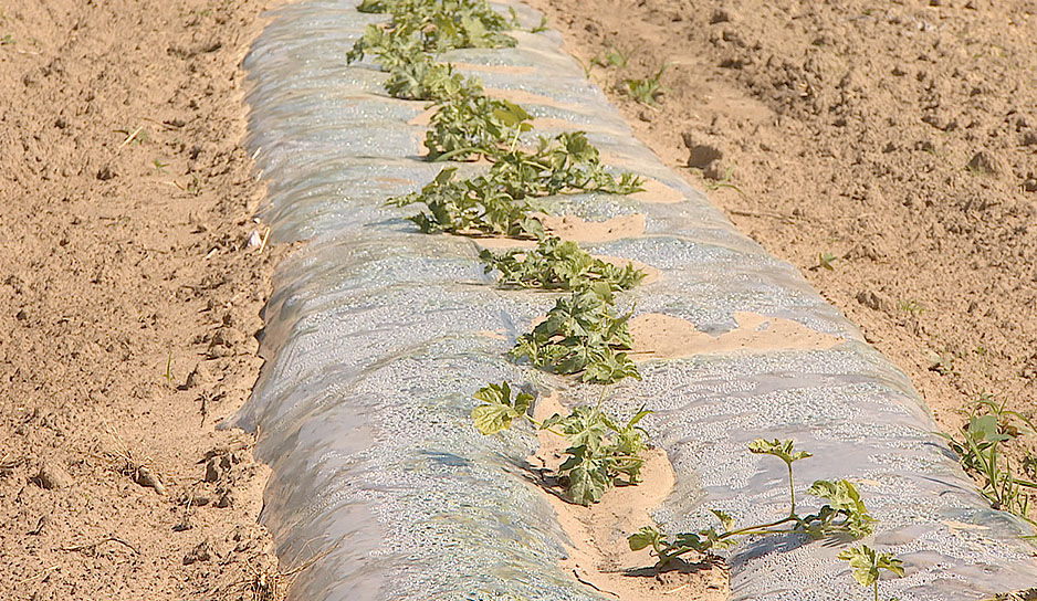 Как теплолюбивые арбузы выращивают в белорусских широтах