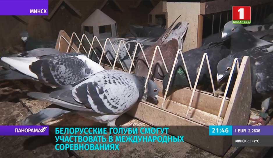 Белорусские голуби смогут участвовать в международных соревнованиях.jpg