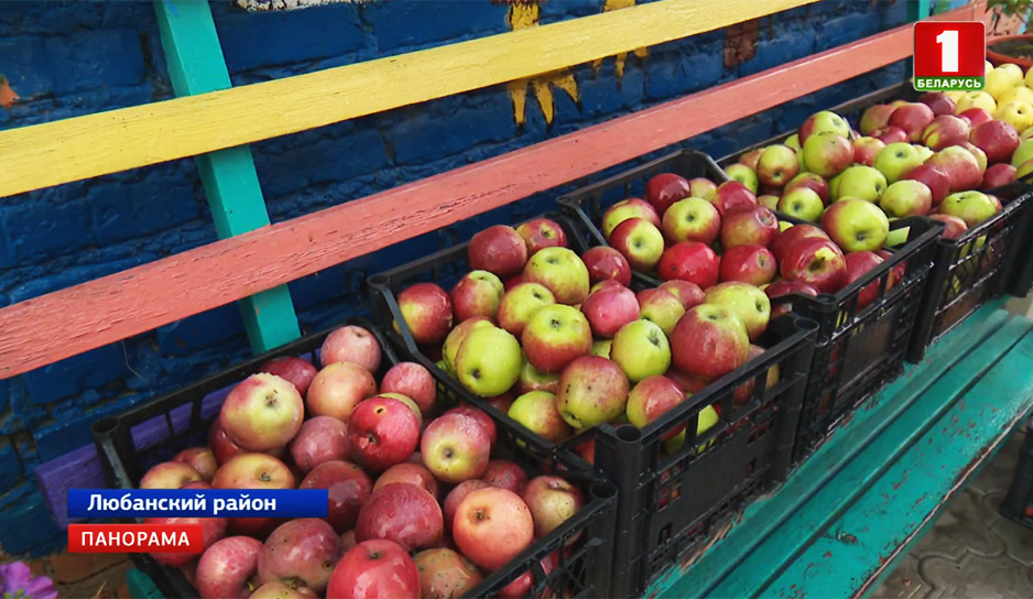 В этом году потребкооперация планирует заготовить не менее 100 тысяч тонн яблок