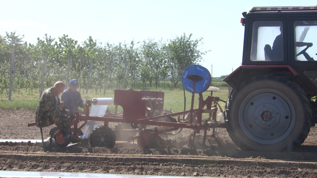 Рассаду арбузов начали высаживать в открытый грунт - аграрии разработали свою технологию выращивания