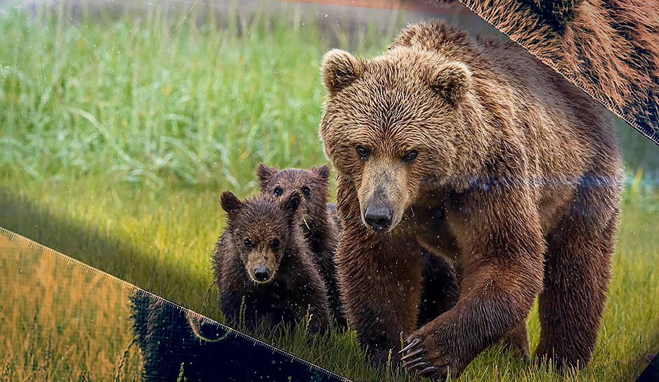 Медведь занесен в Красную книгу Беларуси. Как научиться безопасно жить рядом с хищником?