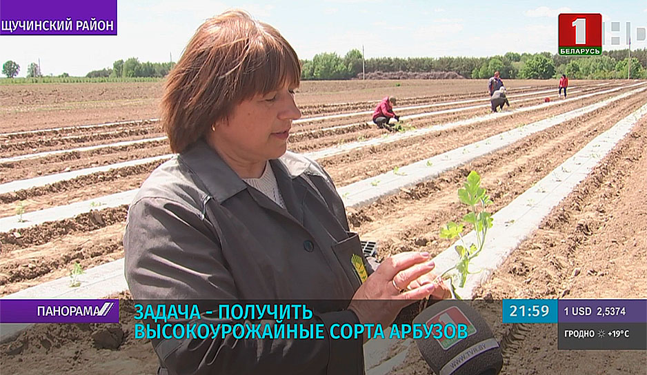 В Щучине разрабатывают собственную технологию выращивания арбузов в белорусских широтах