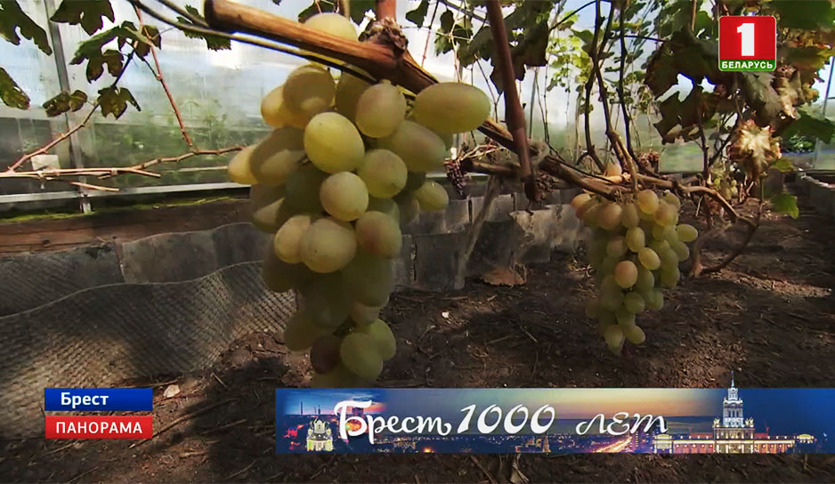 В самодельных теплицах больше 40 сортов винограда