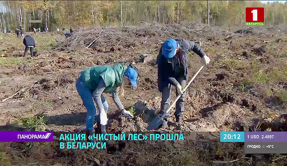 Созидать и приумножать, а не разрушать - акция "Чистый лес" вновь объединила белорусов
