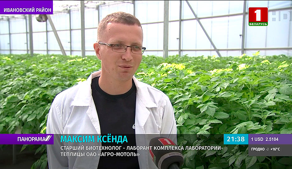 В Брестской области вырастили семена картошки для жаркого климата 