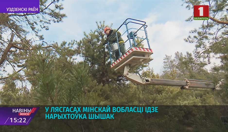 В лесхозах Минской области идет заготовка шишек 