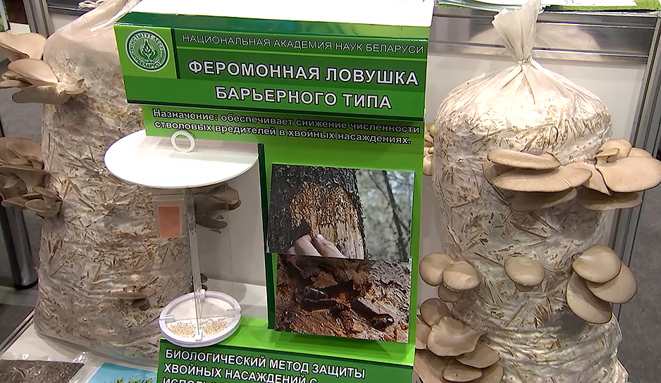 Теперь жители Гомеля могут посетить выставку "Беларусь интеллектуальная" 