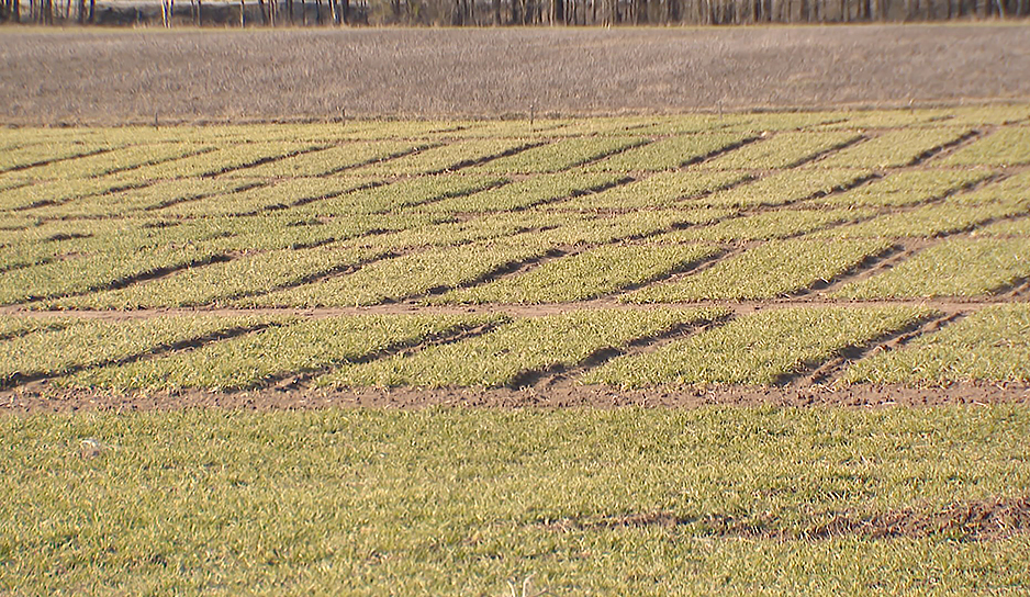 На старте весенне-полевых работ аграрии Минской области. Расскажем, на какие отечественные сорта озимого рапса и ячменя делают ставку