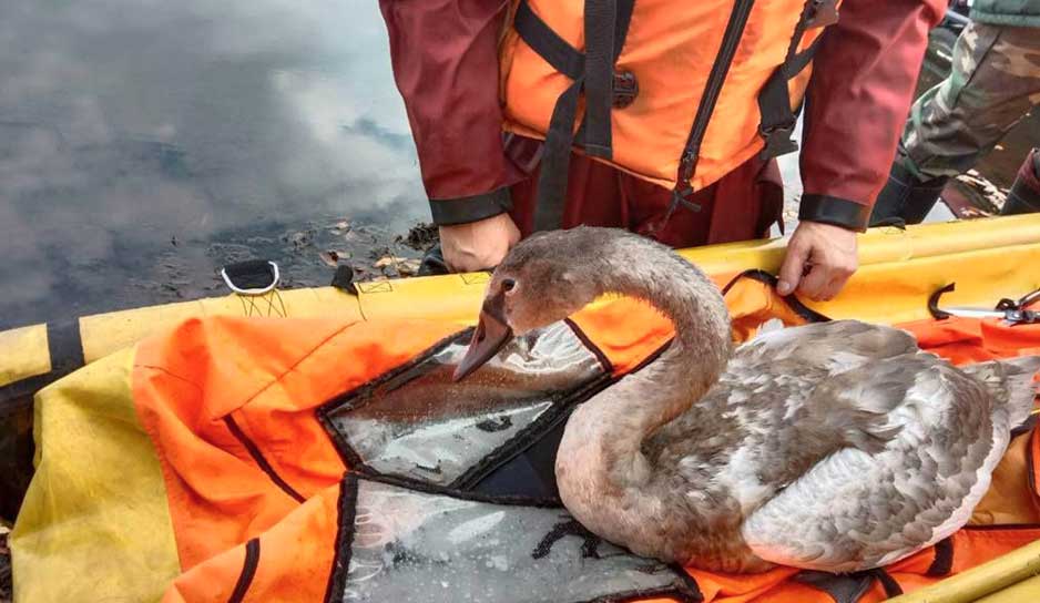 Счастливое спасение лебедя.jpg
