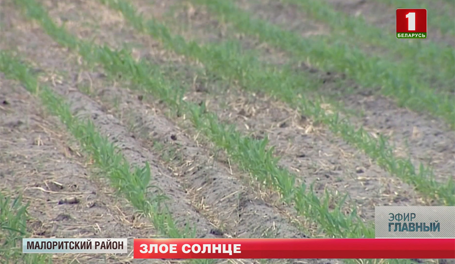 Жара в Беларуси. Засуха угрожает урожаю