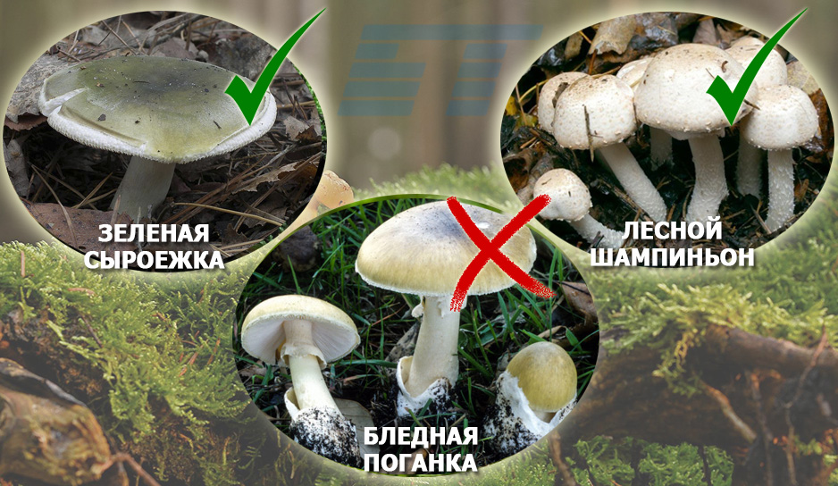 Врач-гигиенист рассказал, как правильно собирать, хранить и готовить грибы,  чтобы избежать отравления