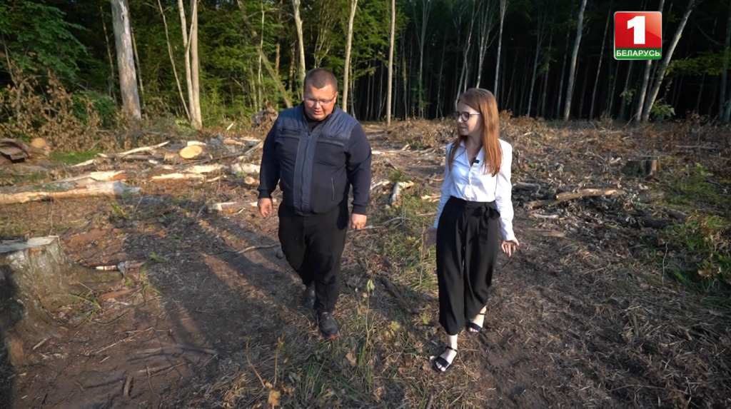 работники Дмитрия Матейчика валят лес в Гомельской, Брестской и Могилевской областях