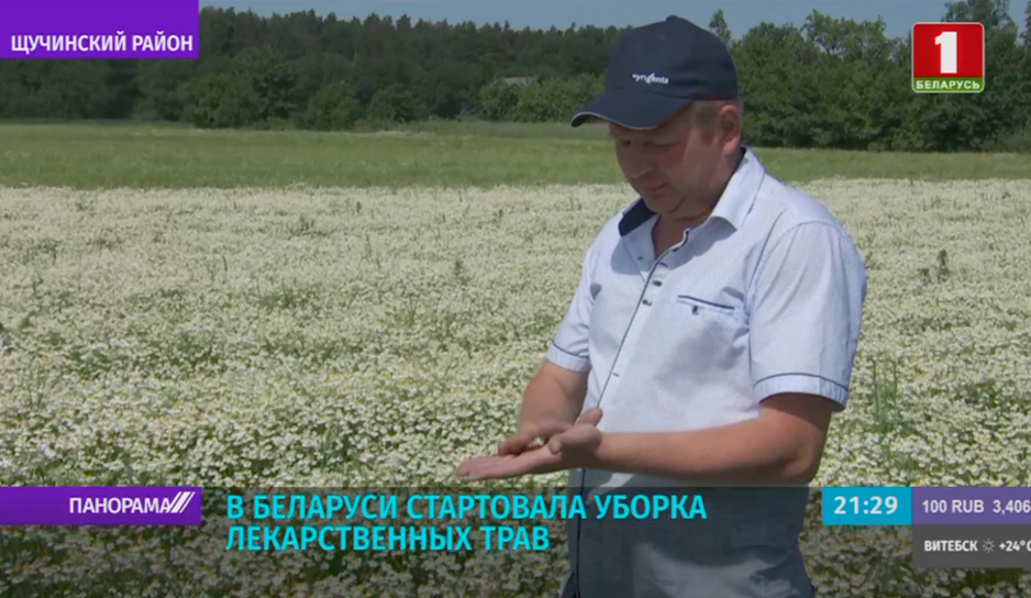 В Беларуси стартовала уборка лекарственных трав.jpg