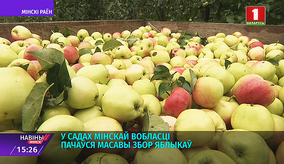 В садах Минской области начался массовый сбор яблок