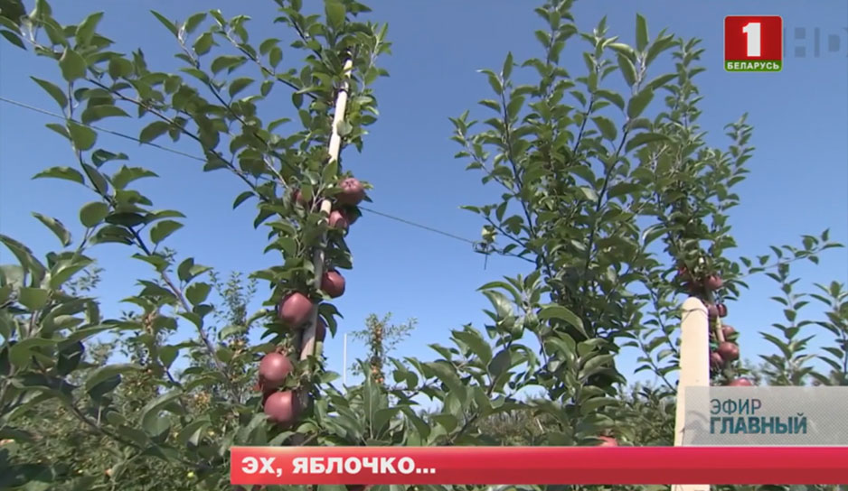 Перспективы белорусского яблока на родных прилавках