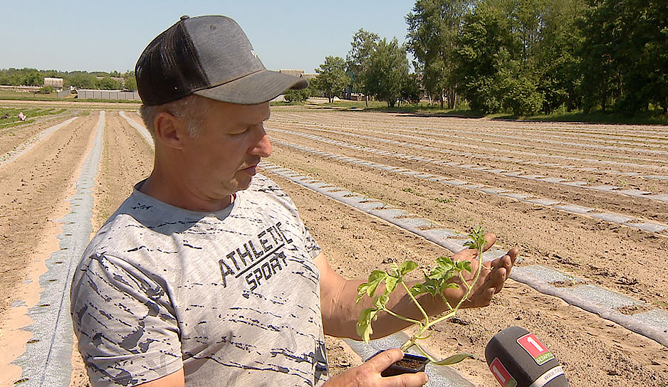Как теплолюбивые арбузы выращивают в белорусских широтах
