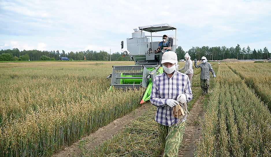Белорусские ученые в поисках идеальных сортов сельскохозяйственных культур